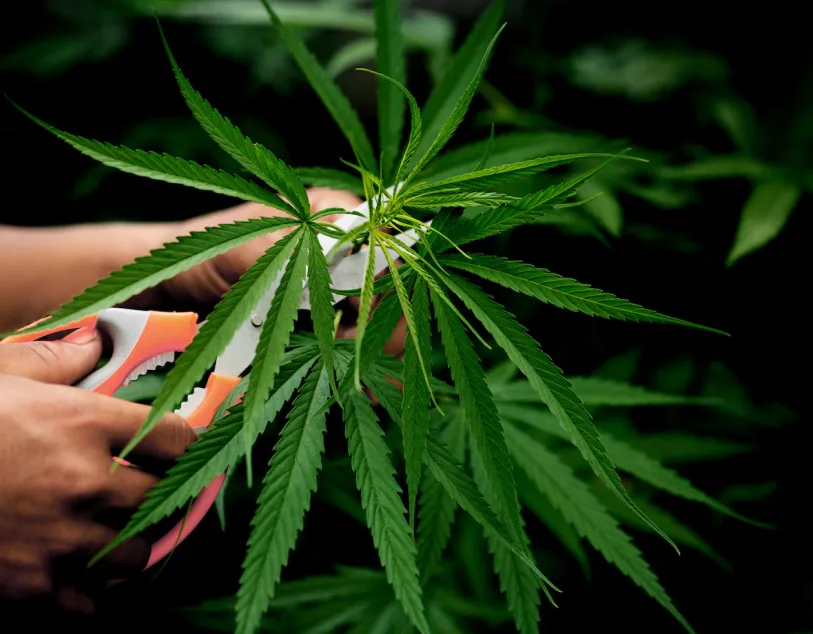 Medical cannabis was legalized in Montana in 2016. Flower's premium cannabis is grown in Montana, just 15 minutes outside Missoula.