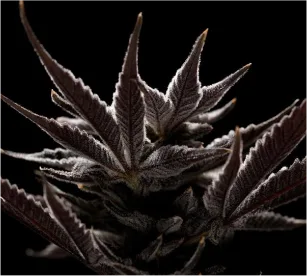 Medical cannabis was legalized in Montana in 2016. Flower's premium cannabis is grown in Montana, just 15 minutes outside Missoula.