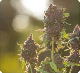 Medical cannabis was legalized in Montana in 2016. Flower's premium cannabis is grown in Montana, just 15 minutes outside Missoula.